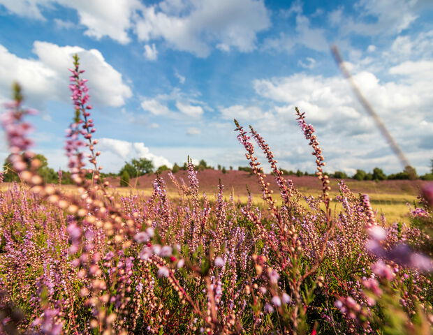 Blühende Heidelandschaft unter blauem Himmel in Niedersachsen.